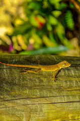 Gekko en Guadeloupe