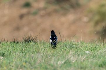 bird in the grass