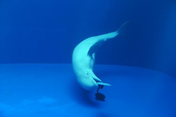 シロイルカ（水中）