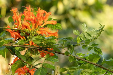 Beautiful red orange flowers on tree with leafs and branches on blurry background.