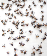 group of many flies on fly trap sticky fly catcher,  dirty insect that carries disease , healthy concept