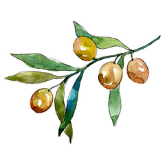 Olive branch with green fruit. Watercolor background illustration set. Isolated olives illustration...