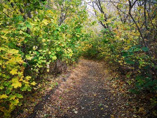 Path in the autumn forest in Russia