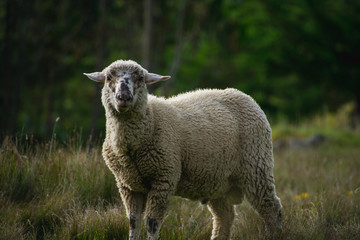 Wild sheep in the field