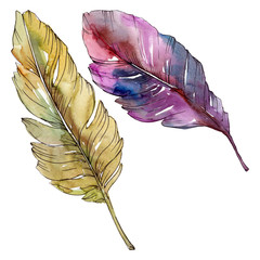 Colorful bird feather from wing isolated. Watercolor background illustration set. Isolated feather illustration element.