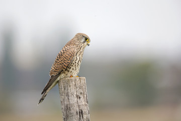 A female common kestrel (Falco tinnunculus) perched on the lookout ready to hunt mice. Perched on a wooden pole infront of beautiful morning colours.
