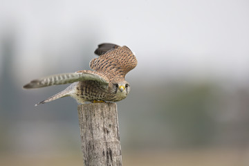 A female common kestrel (Falco tinnunculus) taking off ready to hunt mice. Perched on a branch of a small tree.