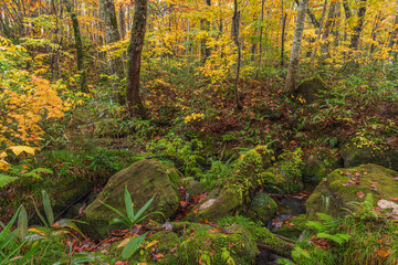 Towada Hachimantai National Park in autumn