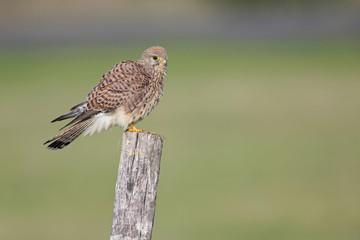 A female common kestrel (Falco tinnunculus) perched on the lookout ready to hunt mice. Perched on a wooden pole infront of beautiful morning colours.