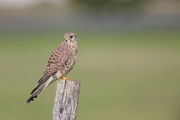 A female common kestrel (Falco tinnunculus) perched on the lookout ready to hunt mice. Perched on a wooden pole infront of beautiful morning colours.