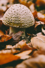 Panther Cap mushroom growing on a leaf covered forest ground