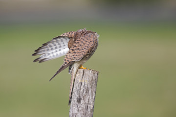 A female common kestrel (Falco tinnunculus) perched and preening its feathers. Perched on a wooden pole in front of a green meadow.