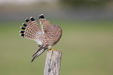 A female common kestrel (Falco tinnunculus) perched and preening its feathers. Perched on a wooden pole in front of a green meadow.