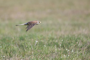 A common kestrel flying with high speed low over a meadow field in Germany Berlin.