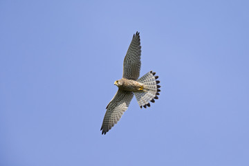 A common kestrel soaring in the sky hunting for mice with no clouds in the sky.