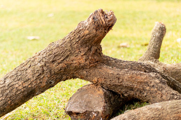 Tree wood truck lying on green field, blur background, selective focus.