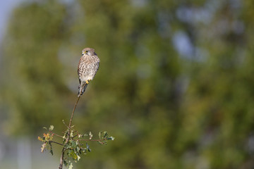 A male common kestrel (Falco tinnunculus) perched on the lookout ready to hunt mice. Perched on a branch of a small tree.