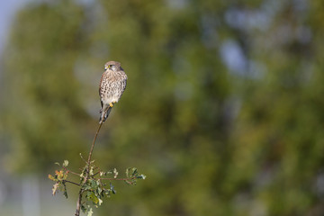 A male common kestrel (Falco tinnunculus) perched on the lookout ready to hunt mice. Perched on a branch of a small tree.