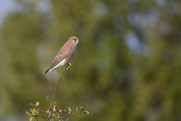 A female common kestrel (Falco tinnunculus) perched on the lookout ready to hunt mice. Perched on a branch of a small tree.