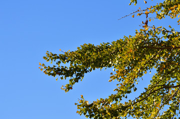 青空を背景にして、黄葉し始めたイチョウの樹の梢を撮影した写真