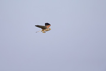 A common kestrel flying with high speed with a mouse in its claws.