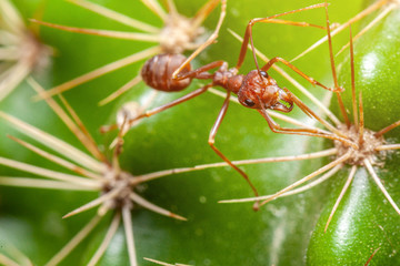 the red ants walk on the cactus are surrounded by thorns.selective focus.