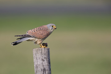 A male common kestrel (Falco tinnunculus) perched and eating a mouse. Perched on a wooden pole in front of a beautiful green meadow.