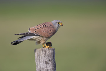 A male common kestrel (Falco tinnunculus) perched and eating a mouse. Perched on a wooden pole in front of a beautiful green meadow.