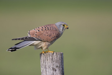 A male common kestrel (Falco tinnunculus) perched on the lookout ready to hunt mice. Perched on a wooden pole in front of a green meadow.