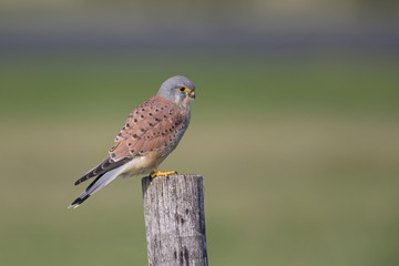 A male common kestrel (Falco tinnunculus) perched on the lookout ready to hunt mice. Perched on a wooden pole infront of beautiful autumn colours.