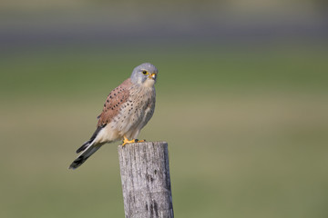 A male common kestrel (Falco tinnunculus) perched on the lookout ready to hunt mice. Perched on a wooden pole infront of beautiful autumn colours.