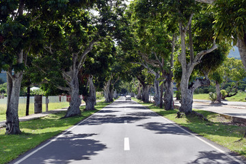 Mature Pili trees planted along asphalted road inside university campus