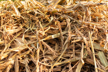 Corn dry hay in haystack in countryside , close up.