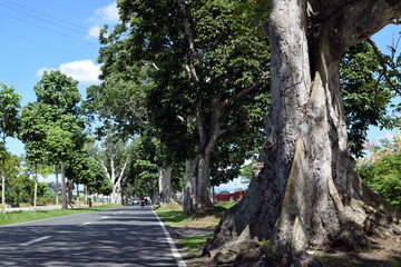Mature Pili trees planted along asphalted road inside university campus