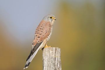 A male common kestrel (Falco tinnunculus) perched on the lookout ready to hunt mice. Perched on a wooden pole in front of beautiful autumn colours.