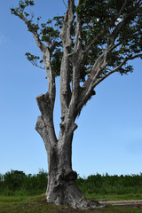 Mature Pili tree planted along asphalted road inside university campus