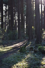 林道に差し込む夕日