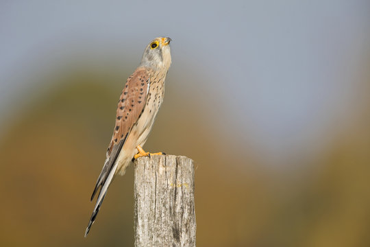 A male common kestrel (Falco tinnunculus) making him self small cause of the danger of an hawk. Perched on a wooden pole infront of a beautiful autumn colours.