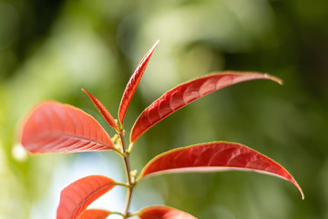 Red leaf of plant on blur background, bokeh effect.