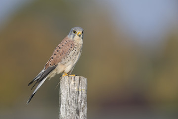 A male common kestrel (Falco tinnunculus) perched on the lookout ready to hunt mice. Perched on a wooden pole infront of beautiful autumn colours.