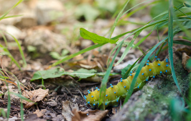 This Little Guy