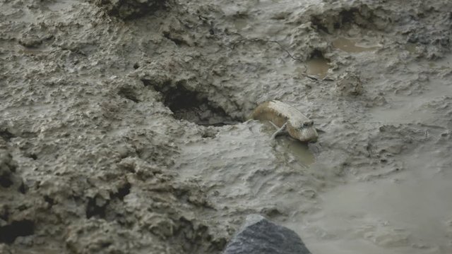 A blue spotted mudskipper crawling back in to the hole