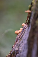 オレンジ色のきのこ