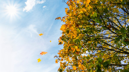 Colorful autumn leaves fly through the air in the park