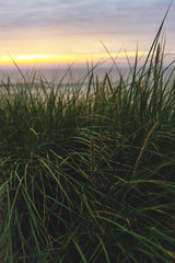 Wild green grass at golden sunset on the beach