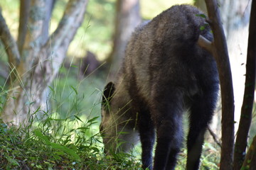 餌を食べるニホンカモシカ