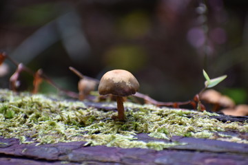 倒木に生えたキノコ