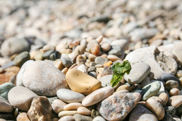 Sea pebbles with dried green seaweed against a blurred background