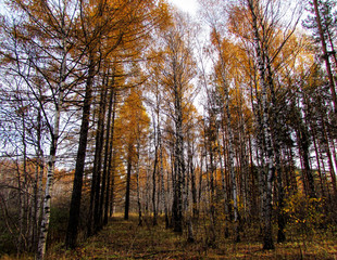 Autumn forest.