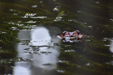 水面から顔を出すヒキガエル